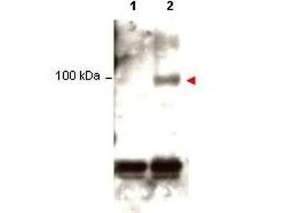 Western Blot: STAT1 [p Tyr701] Antibody [NBP1-77825] - Shows detection of phosphorylated Stat1 (indicated by arrowhead at ~91 kDa) in K562 cells after 30 min treatment with 1Ku of hIFN-a (lane 2). No reactivity is seen for non-phosphorylated Stat1 in untreated cells (lane 1). The membrane was probed with the primary antibody at a 1:1,000 dilution at 4C, overnight. Personal Communication from Ana Gamero, CCR-NCI, Bethesda, MD.